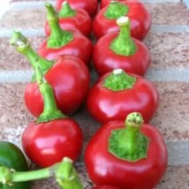 120 SEEDS LARGE RED CHERRY PEPPER PLANT - £14.05 GBP