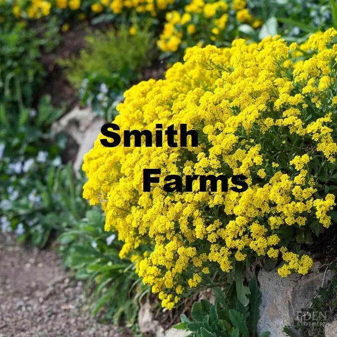 25+ Seeds Yellow Alyssum Flowers Plants Garden Planting - $6.94