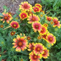 100 Arizona Sun Gaillardia Blanket Flower Indian Blanket Gaillardia Pulchella Fl - £12.09 GBP