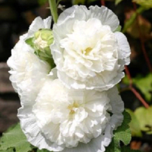 25 Double White Hollyhock Seeds Perennial Flowers Flower Bloom Seed Fres... - $9.78
