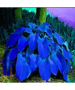 400 Seeds Hosta Blue Color - $22.51 CAD