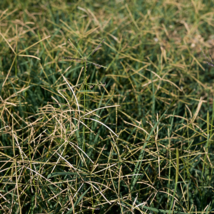 Cynodon Dactylon Grass Semente 500 PCS Seeds - $9.57