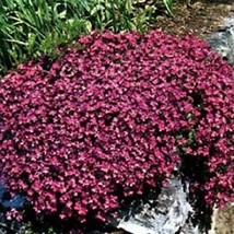 USA SELLER 100 Seeds Rock Cress Cascading Red Perennial - £14.34 GBP