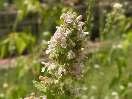 1000 Catnip Seeds Nepeta Cataria Seeds Herb Cat Friendly Garden USA Ship... - $9.98