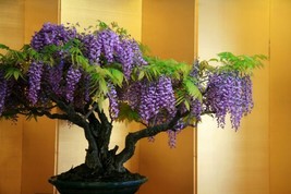 Bonsai Wisteria Tree Seeds 2 Count~ Blooms And FragrantFrom US - £6.59 GBP