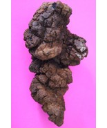Giant Lizard Poop 5 Million Years Old Coprolite Genuine Fossil Dino Girl... - $47.98 CAD