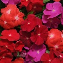 VP 50 Vinca Pacifica Flower Seeds Red Pink / Madagascar Periwinkle / Non Gmo / T - £4.46 GBP