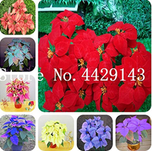 100 Seeds Poinsettia Potted Colorful Bonsai Flower Bonsai Flower Flower Bonsai E - $10.89