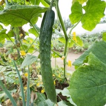 Cucumber Suyo Long, 25 Seeds R - $16.35