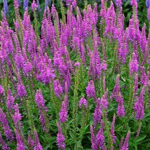 Veronica &#39;mona Lisa Smile&#39; Spike Speedwell Perennial Plant Beautiful Gardening - £37.56 GBP