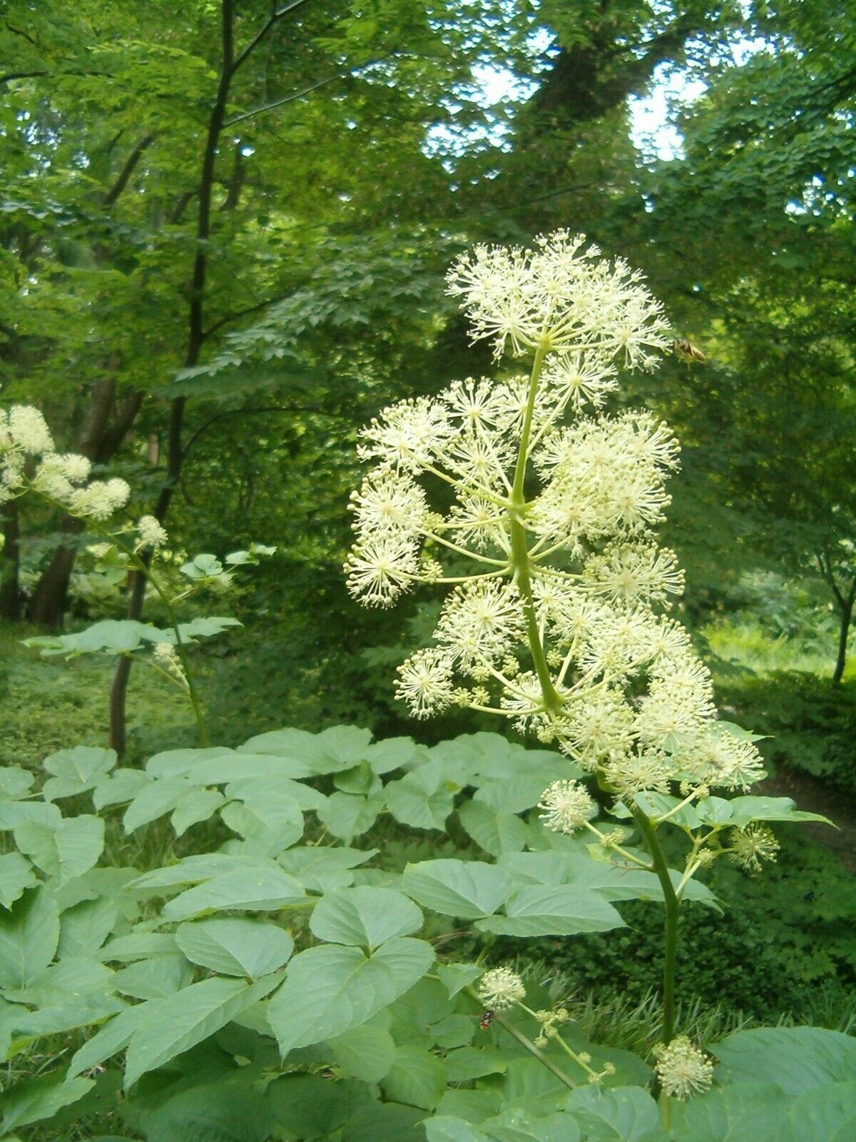 Aralia Cordata Hardy 5 seeds Fresh Gardening - $17.96