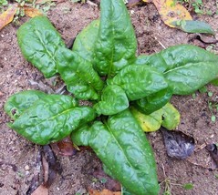 Spinach Seed, Bloomsdale Long Standing, Heirloom, Organic, Non Gmo, 25+ Seeds, - £3.90 GBP