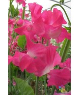 RD 50+ Grandma Butt Sweet Pea Seeds for Garden Planting  - $7.21 CAD