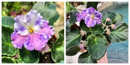 African Violet Amour Elite 4” flower Potted Live Plant - $59.99