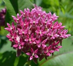 Asclepias purpurascens Purple Milkweed (Monarch Host Plant), 30 seeds - £12.94 GBP