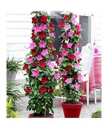 Mandevilla Sanderi, Mixed, 200 Seeds - $16.19