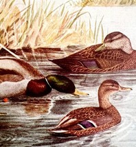 Mallard Gadwall Black Ducks 1936 Bird Art Lithograph Color Plate Print D... - £19.59 GBP