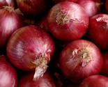 Red Creole Onion Seeds 200 Allium Short Day Vegetable Garden Fast Shipping - $8.99