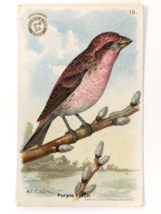 #19 Purple Finch Card Arm &amp; Hammer Soda Useful Birds Signed 1916 Church &amp; Dwight - £15.80 GBP