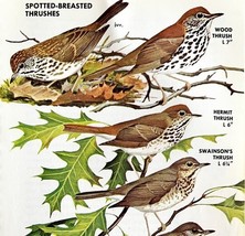 Spotted Breasted Thrushes Varieties 1966 Color Bird Art Print Nature ADBN1Q - $366.80 MXN