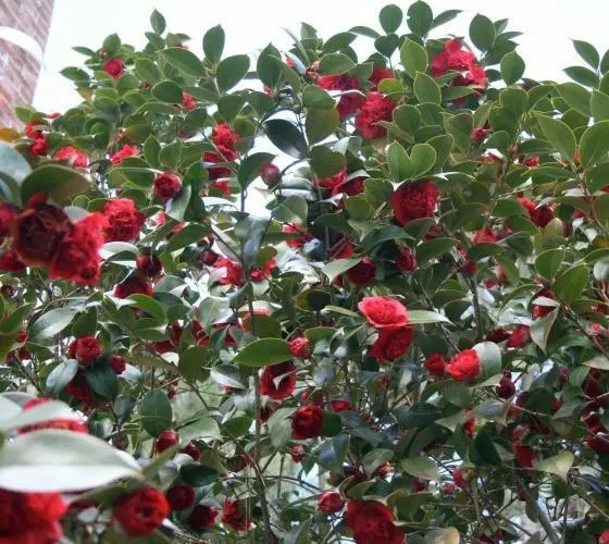 1 Live Plant Professor Sargent Red Camellia Japonica Stater Plant - $41.38