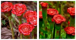 90 Seeds / Pack Red Carnation &#39;Red Up Lamp Bulb&#39; Perennial Flower Seeds  - £18.07 GBP