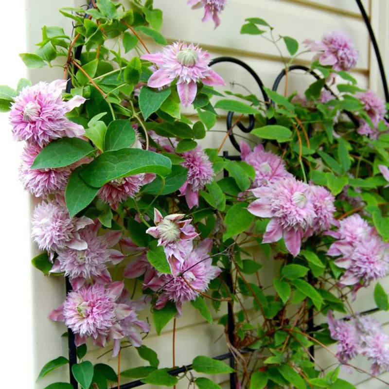 Seeds Climbing Clematis Bonsai Flowers Color Mix Perennial Pot Garden ↑ - $2.47 CAD