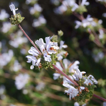 Black Sage 100 PCS Seeds - £8.92 GBP