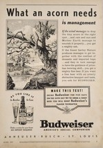 1937 Print Ad Budweiser Beer Acorns Drop from Tree Anheuser-Busch St Louis,MO - £15.56 GBP