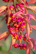 BRN 25 European Spindle Tree Euonymus Europaeus Spindletree Pink Orange ... - $258.28 MXN