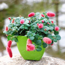 Goodidea Acalypha Hispida Bonsai Chenille Plant Red-Hot Cattail Beautiful Home G - $5.95