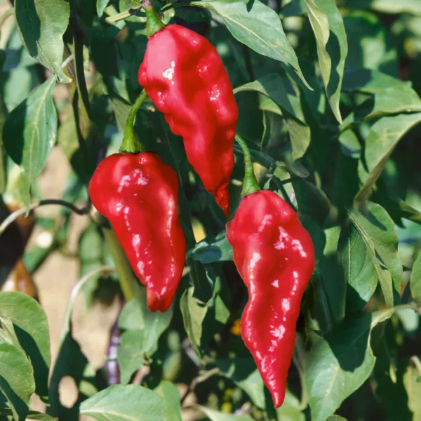 10 Premium Brazilian Red Ghost Pepper Seeds Spicy Hot Atomic Usa Fresh G... - £12.77 GBP