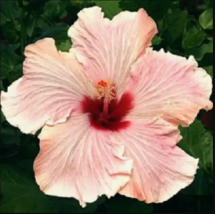 20 Light Pink Hibiscus Seeds Hardy Flower Garden Exotic Perennial - £11.97 GBP