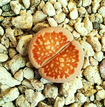 Lithops Julii Fulleri, Living Stones Exotic Rock Ice Plant Rare Seed 30 Seeds - £7.18 GBP