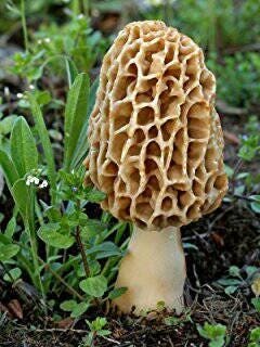 ornamental Mushrooms mix seeds-code 524 Item image 4