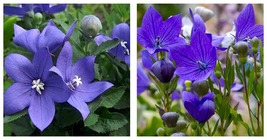 50 seeds Balloon flower- Platycodon Grandiflorus- Blue Seeds Fresh Garde... - £17.57 GBP
