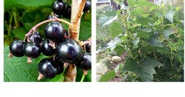Shrub starter plant. 1 Ben Tirran black Currant live plant, Zones 4-8. - £35.16 GBP