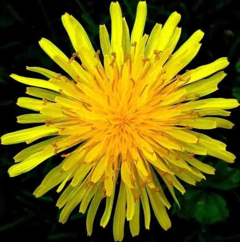 1000+ Dandelion Seeds Spring Microgreens Salads Herb Organic Perennial Non-Gmo - £4.14 GBP