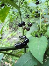 100 Seeds WONDERBERRY aka Sunberry Solanum Burbankii Fruit Berry Shrub - £13.41 GBP