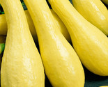Summer Squash Seeds 30 Early Prolific Straightneck Vegetable Fast Shipping - $8.99