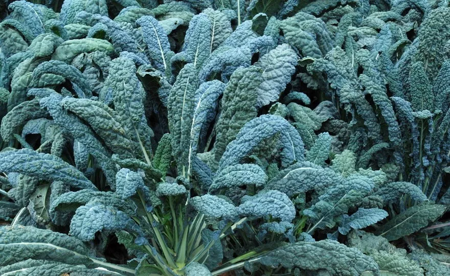 Lacinato Dinosaur Kale Non Gmo 250 Seeds  - £7.52 GBP