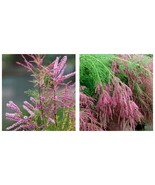 100 Tamarix ramosissima Plant Seeds - $28.60 CAD