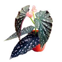 Harmony&#39;s Muse Angel Wing Cane Begonia 6 inch Large Leaf Silver Tip - £43.68 GBP