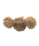 Rare Trijuti Rudraksha / GauriPath - 24 Mukhi - 20.10 mm - Java - IGL Ce... - $45,109.22 MXN