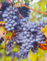 Venus Blue Grape 3 Gallon Vine Plant Grapes Vineyards Click Here For Free Recipe - £42.15 GBP