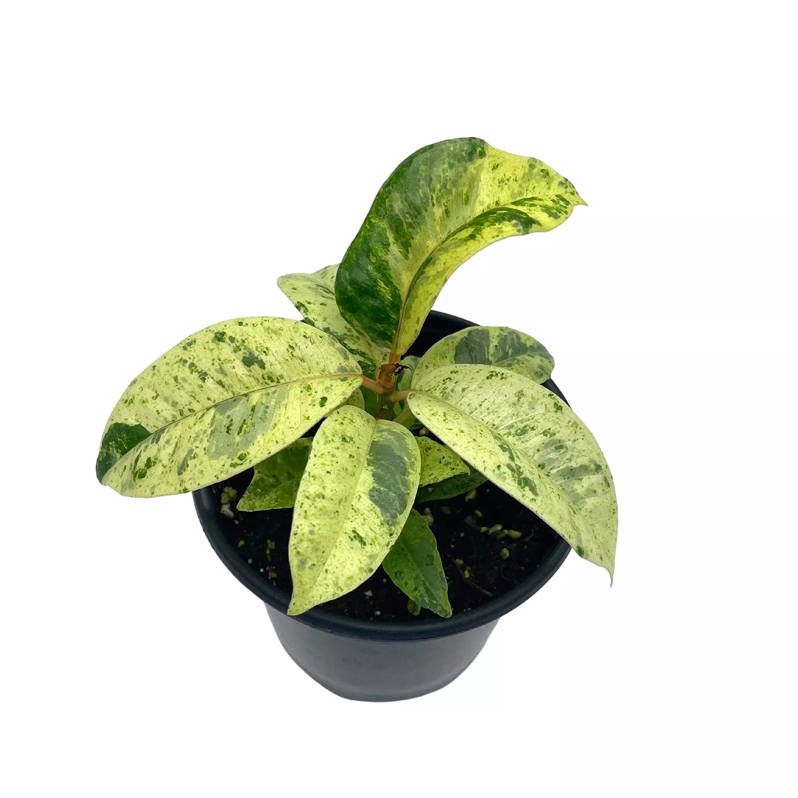 Ficus Moonshine Shivereana 4 in Variegated Rubberplant Splash Rubber Plant - £34.81 GBP