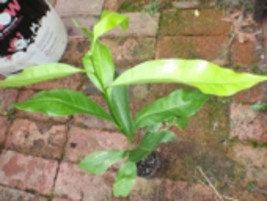 Glycosmis Pentaphilla, Seedling, citrus plant 1 year old - $17.99