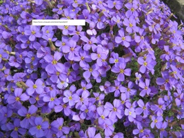 Purple Rock Cress Seeds - Flower Seeds - BOGO - £0.77 GBP