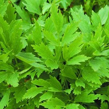 Lovage Seeds 250+ Common Herb Heirloom Perennial Non Gmo Us Seller - $3.88