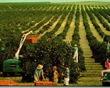 Golden Orange Harvest Farm Equipment Florida FL UNP Unused Chrome Postca... - £3.07 GBP